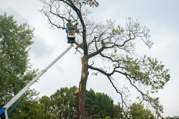 Best Storm Damage Tree Cleanup  in USA